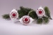 3 Zitronen mit 1 Reflex Eisweiß rot 5 cm x 8 cm