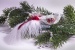 kleiner Vogel Eisweiss-Rot mit roter Feder