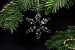 kleine Schneekristalle Baumschmuck aus Glas 4,5 cm