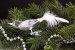 1 Vogel transparent mit weißer Feder
